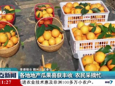 各地地产瓜果喜获丰收 农民采摘忙