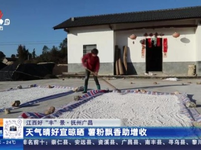 【江西好“丰”景】抚州广昌：天气晴好宜晾晒 薯粉飘香助增收