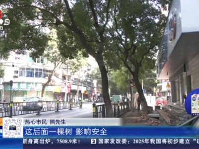南昌西湖：人行道中间 好大一棵树