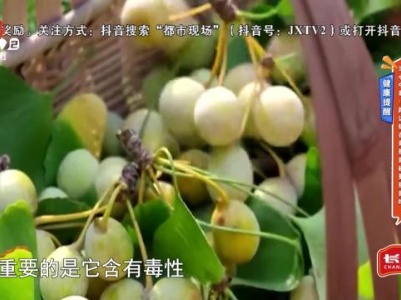 健康提醒——当心中毒！路边银杏果别乱碰更别乱吃