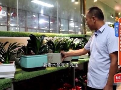 种生活——君子兰的种植养护