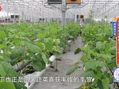 景德镇浮梁——中国村的水果黄瓜上市啦