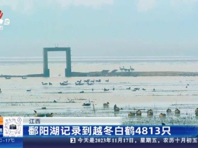 都市现场20231117
