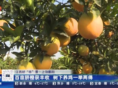 【江西好“丰”景】上饶鄱阳：百亩脐橙获丰收 树下养鸡一举两得