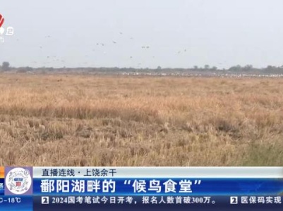 【直播连线】上饶余干：鄱阳湖畔的“候鸟食堂”