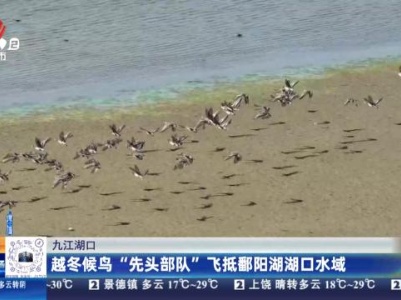 九江湖口：越冬候鸟“先头部队”飞抵鄱阳湖湖口水域