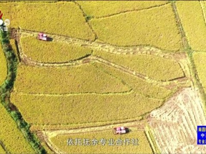 三农头条20231102