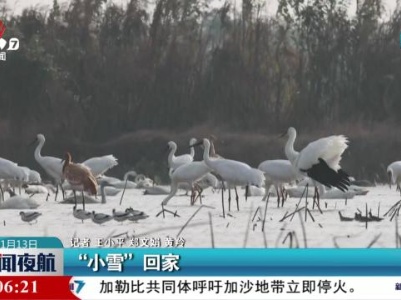 “小雪”回家