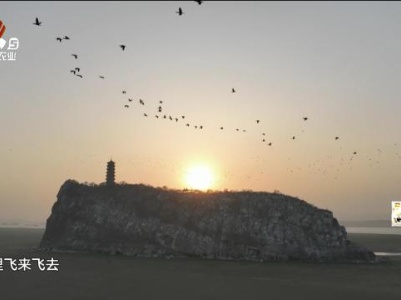 震撼！万鸟归巢在湖口鞋山仙岛上演
