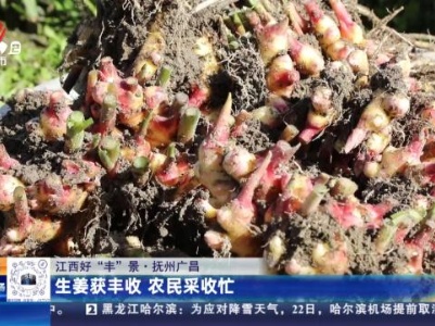 【江西好“丰”景】抚州广昌：生姜获丰收 农民采收忙