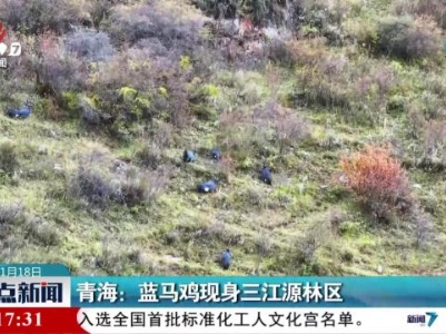 青海：蓝马鸡现身三江源林区