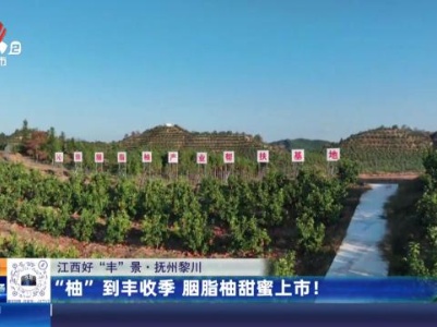 【江西好“丰”景】抚州黎川：“柚”到丰收季 胭脂柚甜蜜上市！