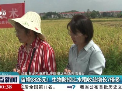 亩增3826元！生物防控让水稻收益增长7倍多