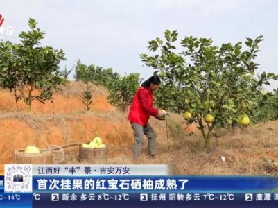 【江西好“丰”景】吉安万安：首次挂果的红宝石硒柚成熟了