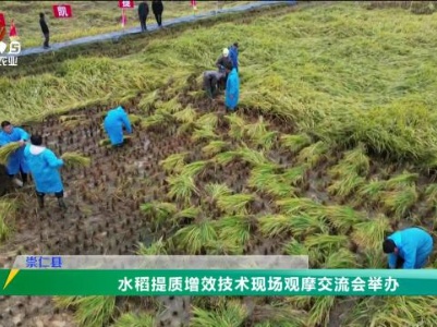 三农头条20231116