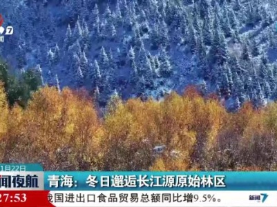 青海：冬日邂逅长江源原始林区