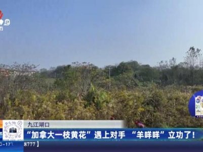 九江湖口：“加拿大一枝黄花”遇上对手“羊咩咩”立功了！
