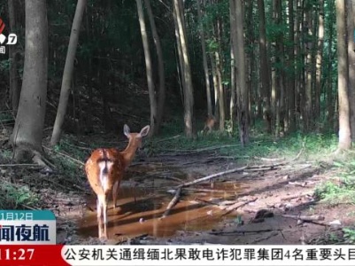 栖息地改造为野生梅花鹿打造“温馨家园”