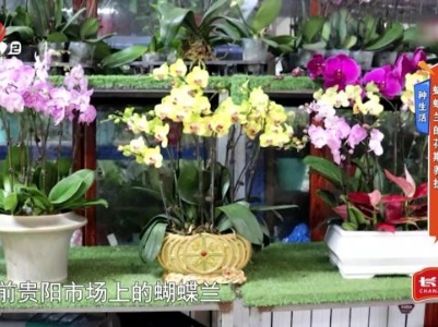 种生活——蝴蝶兰的花期养护