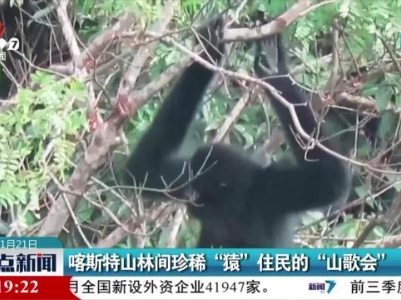 喀斯特山林间珍稀“猿”住民的“山歌会”