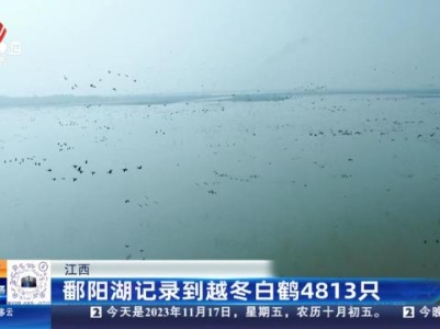 江西：鄱阳湖记录到越冬白鹤4813只