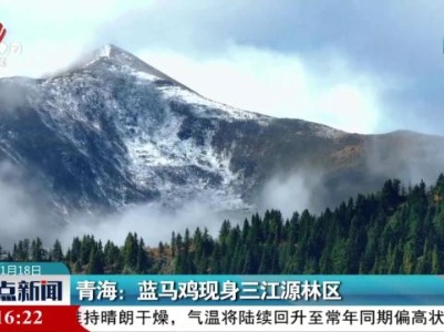 青海：蓝马鸡现身三江源林区