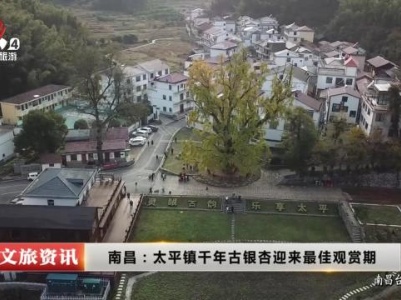 南昌：太平镇千年古银杏迎来最佳观赏期