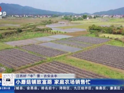 【江西好“丰”景】吉安永丰：小蘑菇铺致富路 家庭农场销售忙