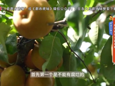 生活小窍门——秋梨制膏甘甜润燥