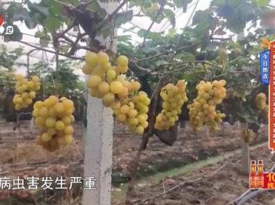 地宝当家20231103