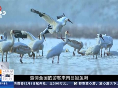 【与江西的100次乡遇】走进南昌鲤鱼洲