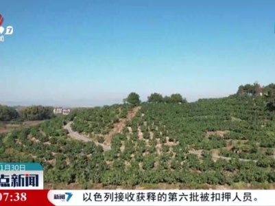 初冬田间丰收忙