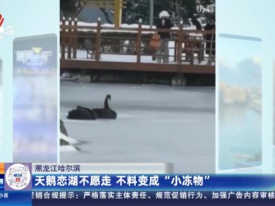 黑龙江哈尔滨：天鹅恋湖不愿走 不料变成“小冻物”