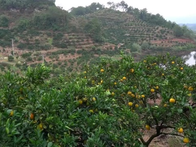 “黄金果”丰收带动农民致富，双十一德邦快递为赣南脐橙产业发展助力，实践惠农、扶农、助农