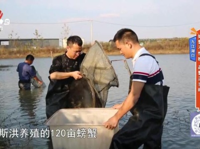 九江湖口：好蟹不怕晚 品蟹正当时