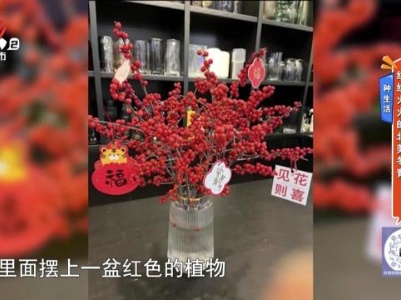 种生活——红红火火的北美冬青