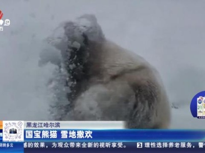 黑龙江哈尔滨：国宝熊猫 雪地撒欢