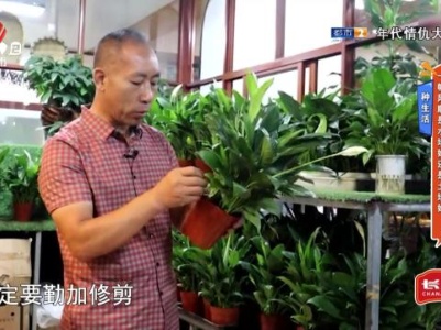 种生活——一帆风顺是水培好还是土培好