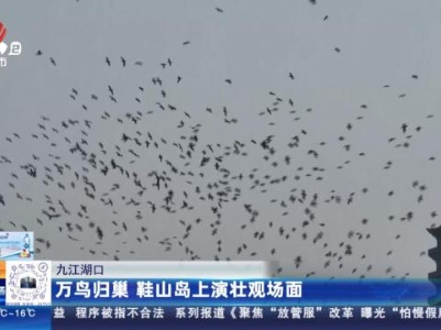 九江湖口：万鸟归巢 鞋山岛上演壮观场面