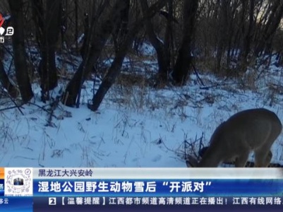 黑龙江大兴安岭：湿地公园野生动物雪后“开派对”