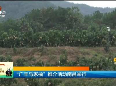 “广丰马家柚”推介活动南昌举行