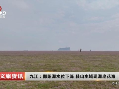 九江：鄱阳湖水位下降 鞋山水域现湖底花海