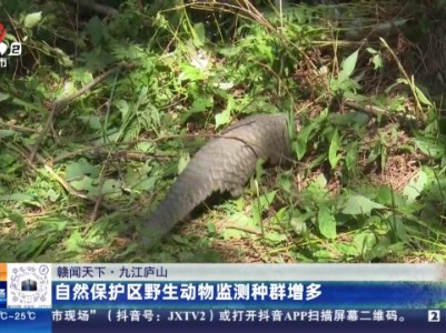【赣闻天下】九江庐山：自然保护区野生动物监测种群增多