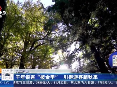 九江庐山：千年银杏“披金甲”引得游客踏秋来