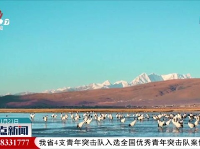 “高原仙子”黑颈鹤重返藏北大草原