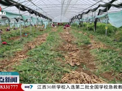各地地产瓜果喜获丰收 农民采摘忙