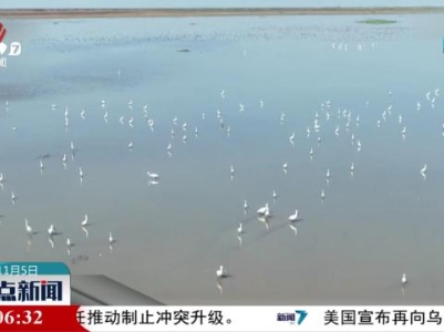 大批越冬候鸟飞抵鄱阳湖