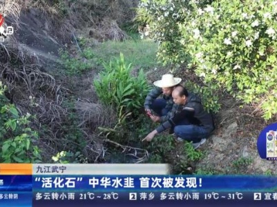 九江武宁：“活化石”中华水韭 首次被发现！