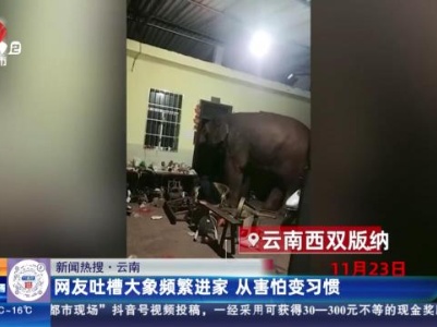 【新闻热搜】云南：网友吐槽大象频繁进家 从害怕变习惯