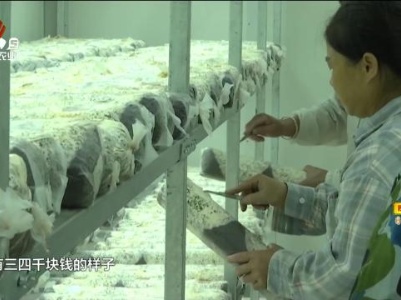 新闻晚高峰20231126